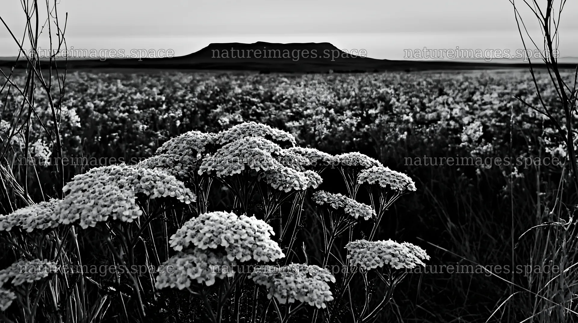 Yarrow meadow bloom with distant hill at dusk – nature images 10608x5938