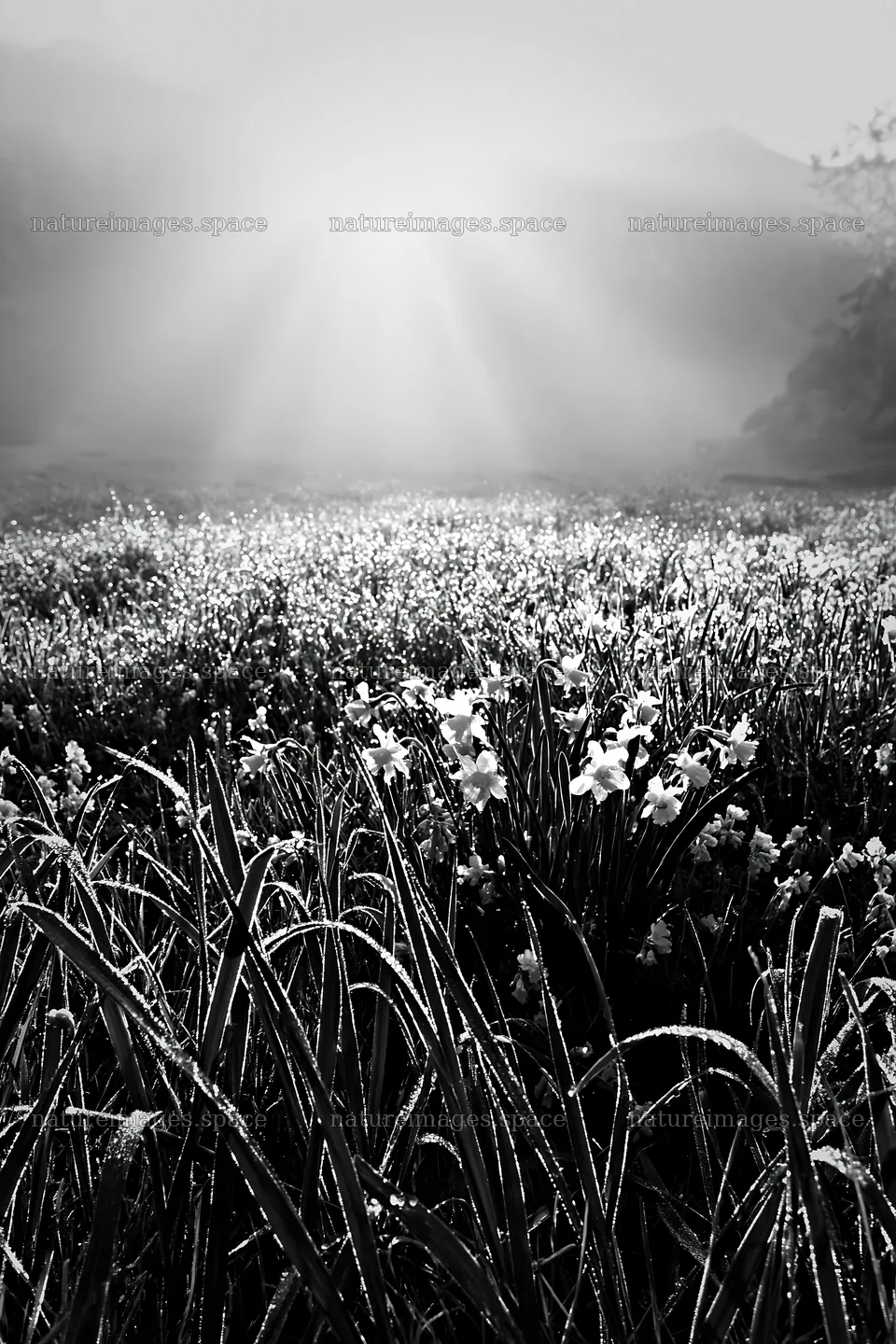 Sunrays illuminating meadow in Picos de Europa – nature images 6480x9722