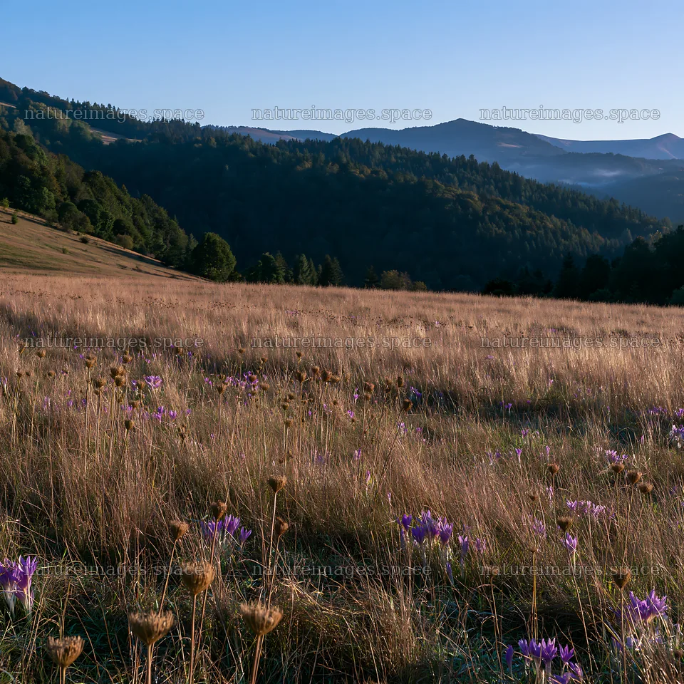 Slovak meadow in Carpathian valley during early morning hours – nature images 7938x7938