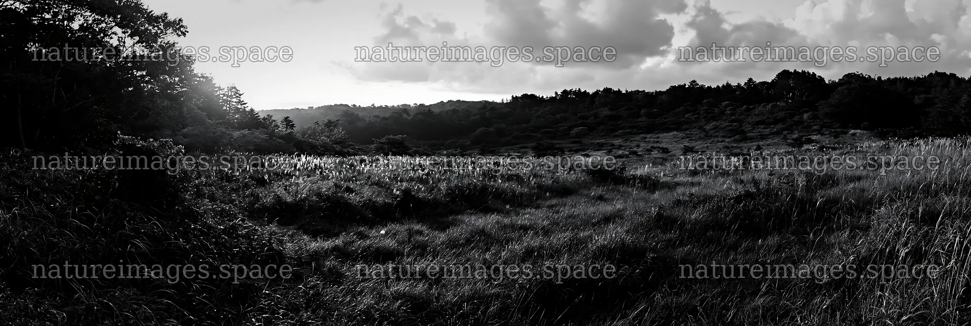 Fukushima native meadow with weathered stump at sunset – nature images 13690x4602