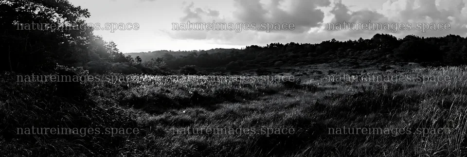 Fukushima native meadow with weathered stump at sunset – nature images 13690x4602