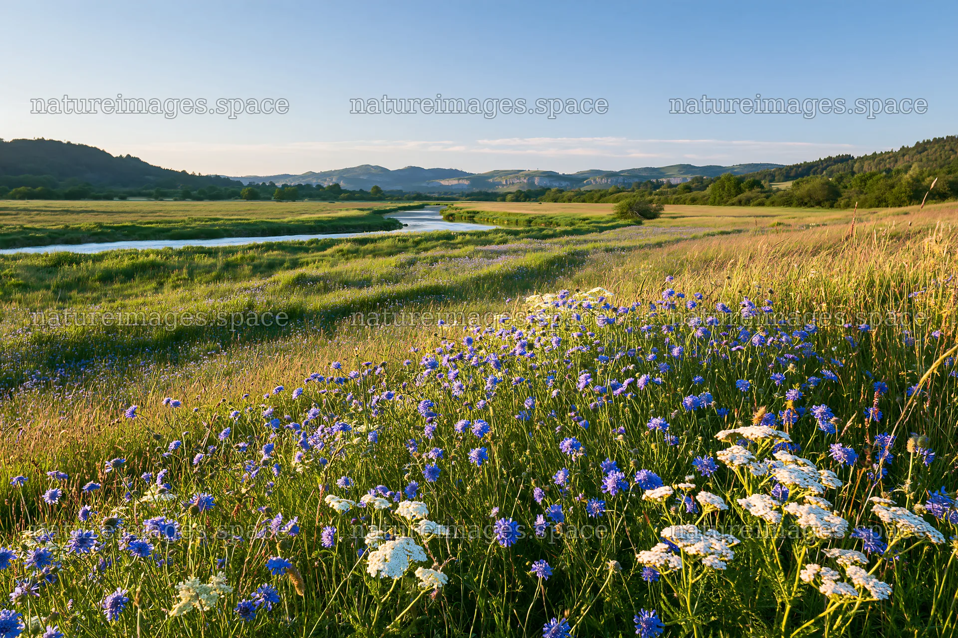 Sunny herb meadow beside stream with wildflowers – nature images 9722x6480