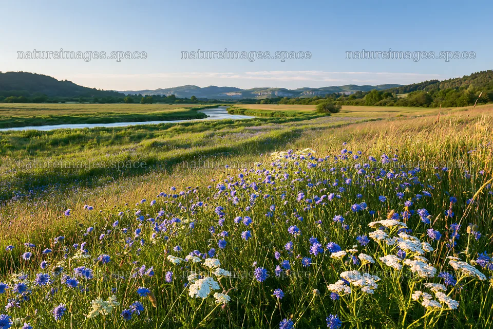Sunny herb meadow beside stream with wildflowers – nature images 9722x6480