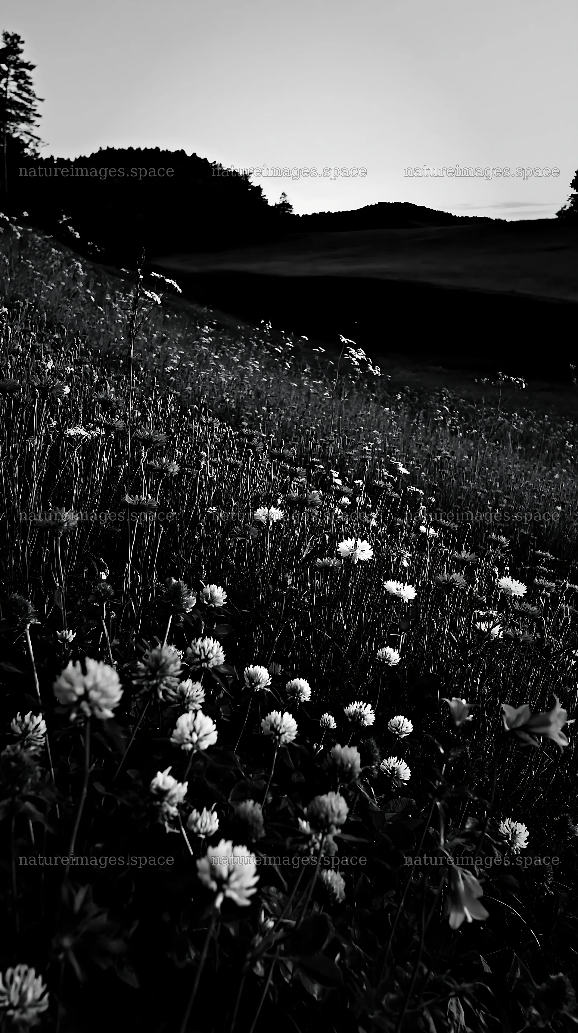 Clover and cornflower meadow at dusk – nature images 5938x10608