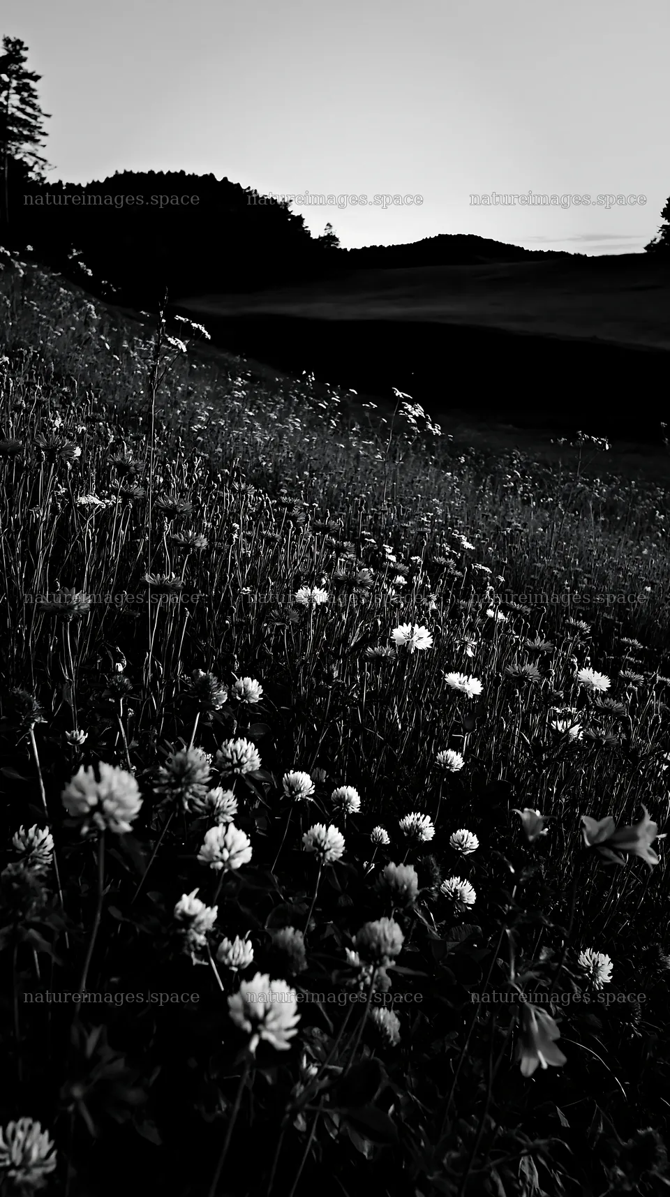 Clover and cornflower meadow at dusk – nature images 5938x10608