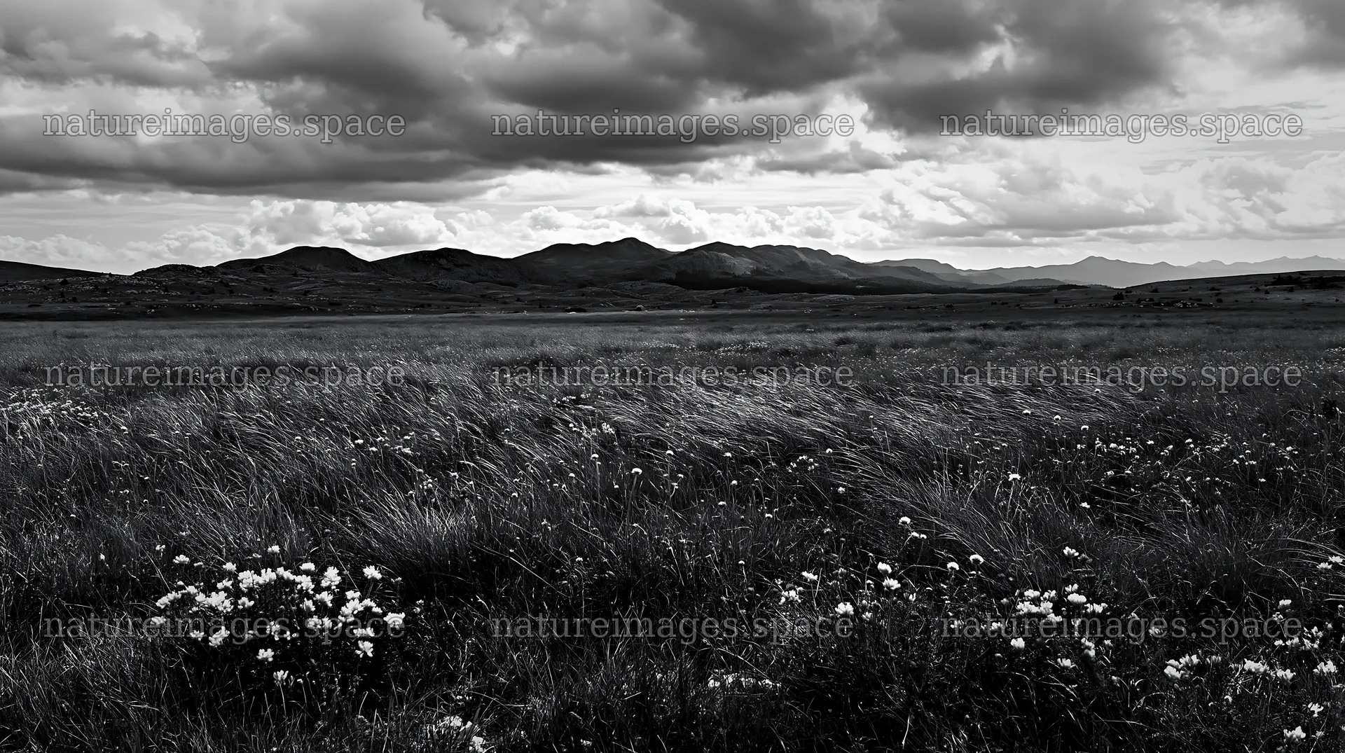 Cloudy dry limestone meadow with flowers and mountains in distance – nature images 10608x5938