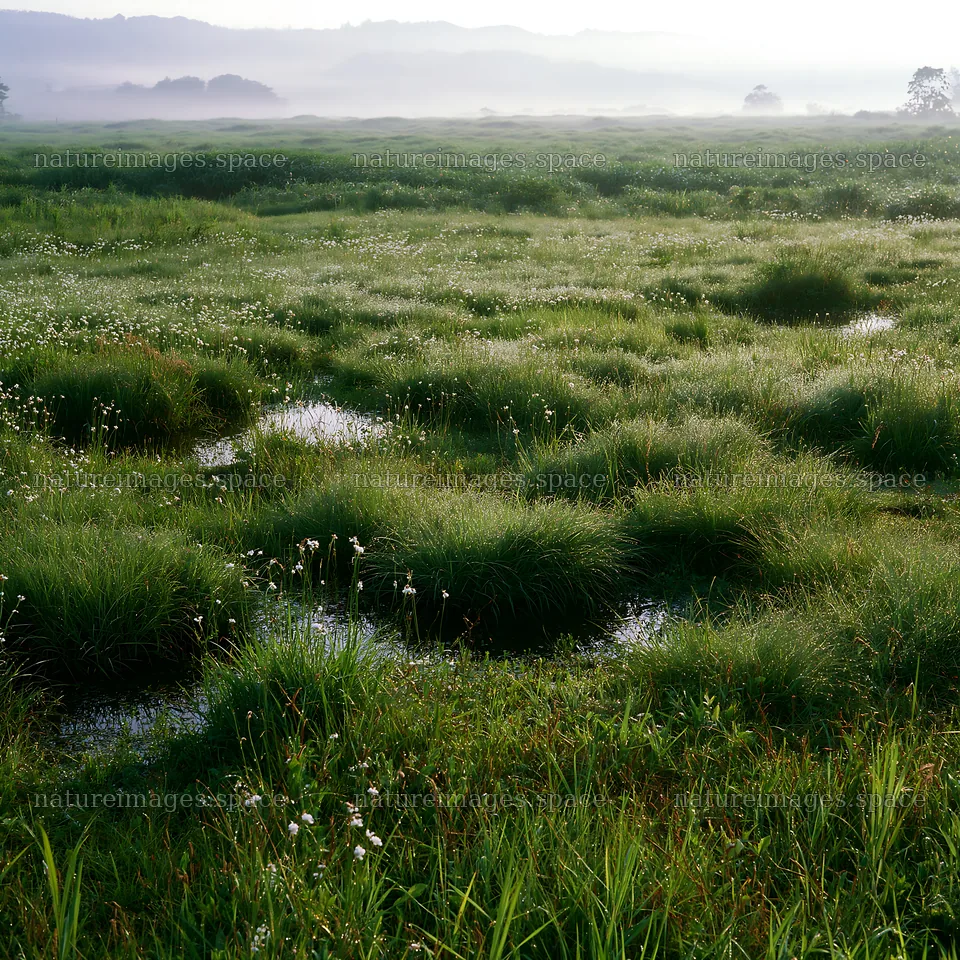 Meadow dew in Niigata floodplain restoration at dawn – nature images 7938x7938