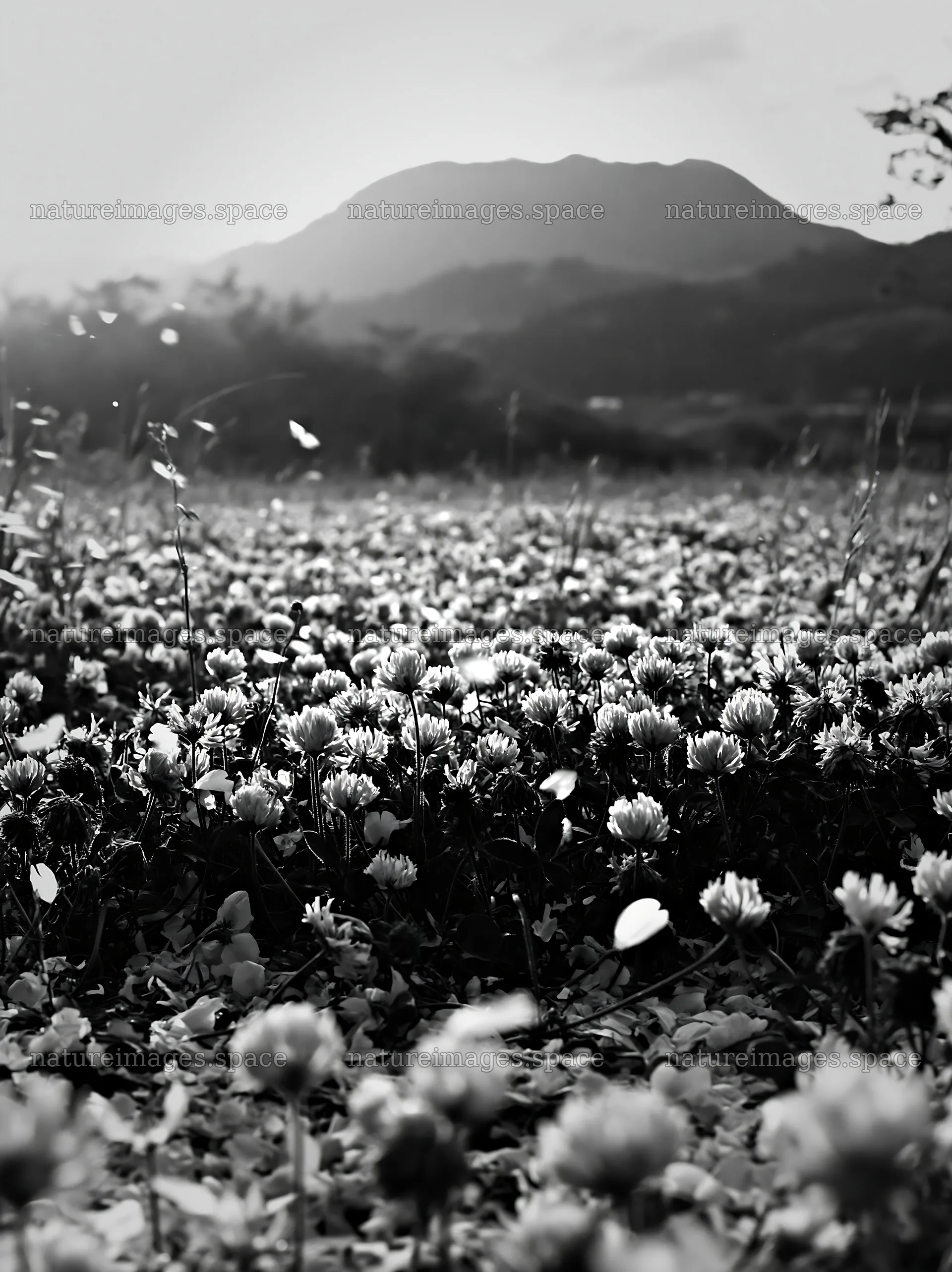 Fukuoka spring meadow fallen blossom foreground – nature images 6866x9174