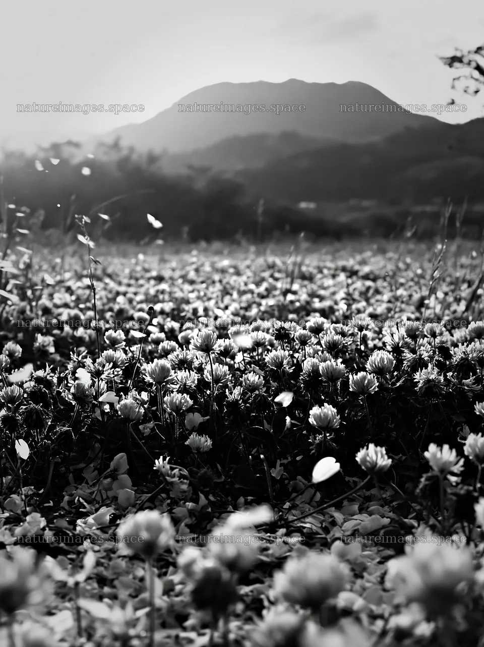 Fukuoka spring meadow fallen blossom foreground – nature images 6866x9174