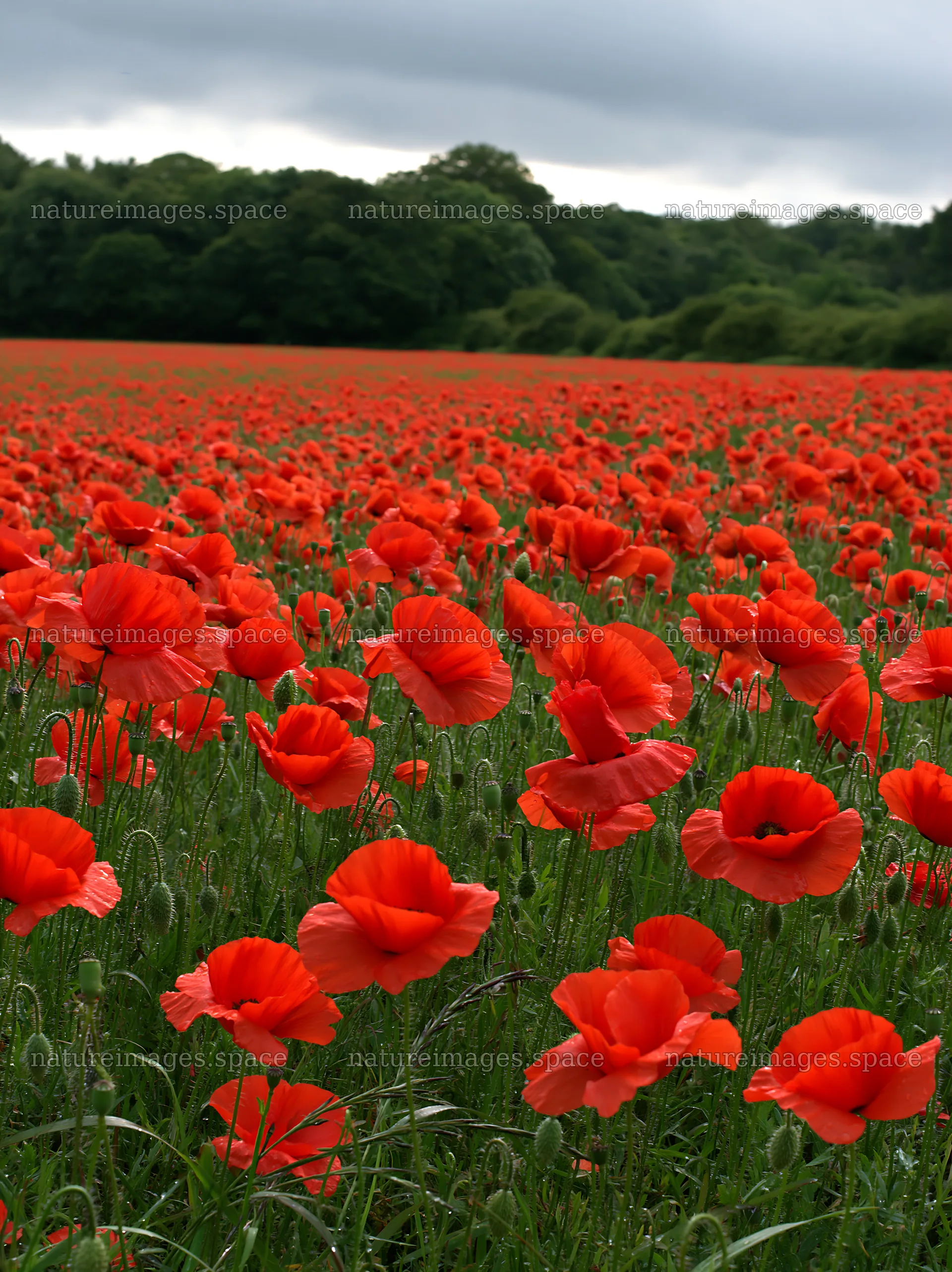 Vibrant poppy flowers in a forest edge meadow – nature images 6866x9174