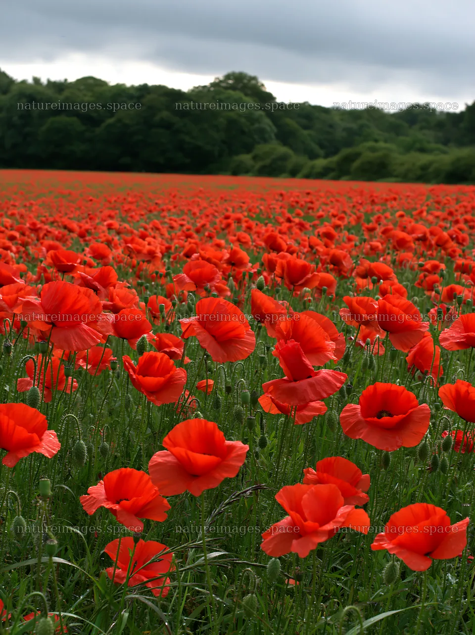 Vibrant poppy flowers in a forest edge meadow – nature images 6866x9174