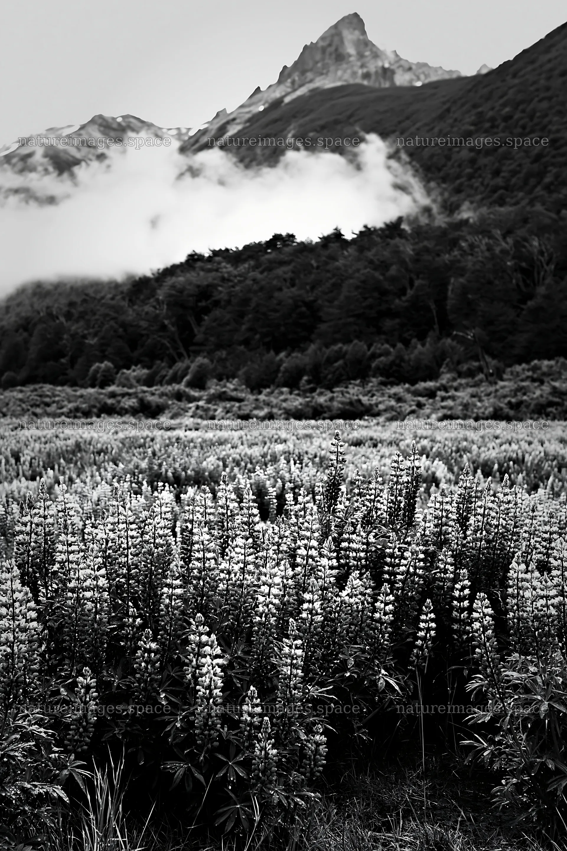 Lupin meadow with mountains and clouds in black and white – nature images 6480x9722