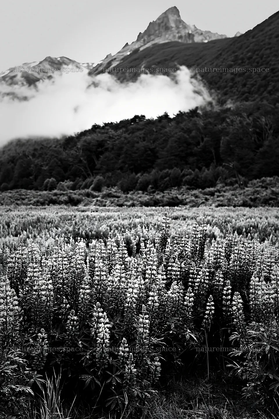 Lupin meadow with mountains and clouds in black and white – nature images 6480x9722