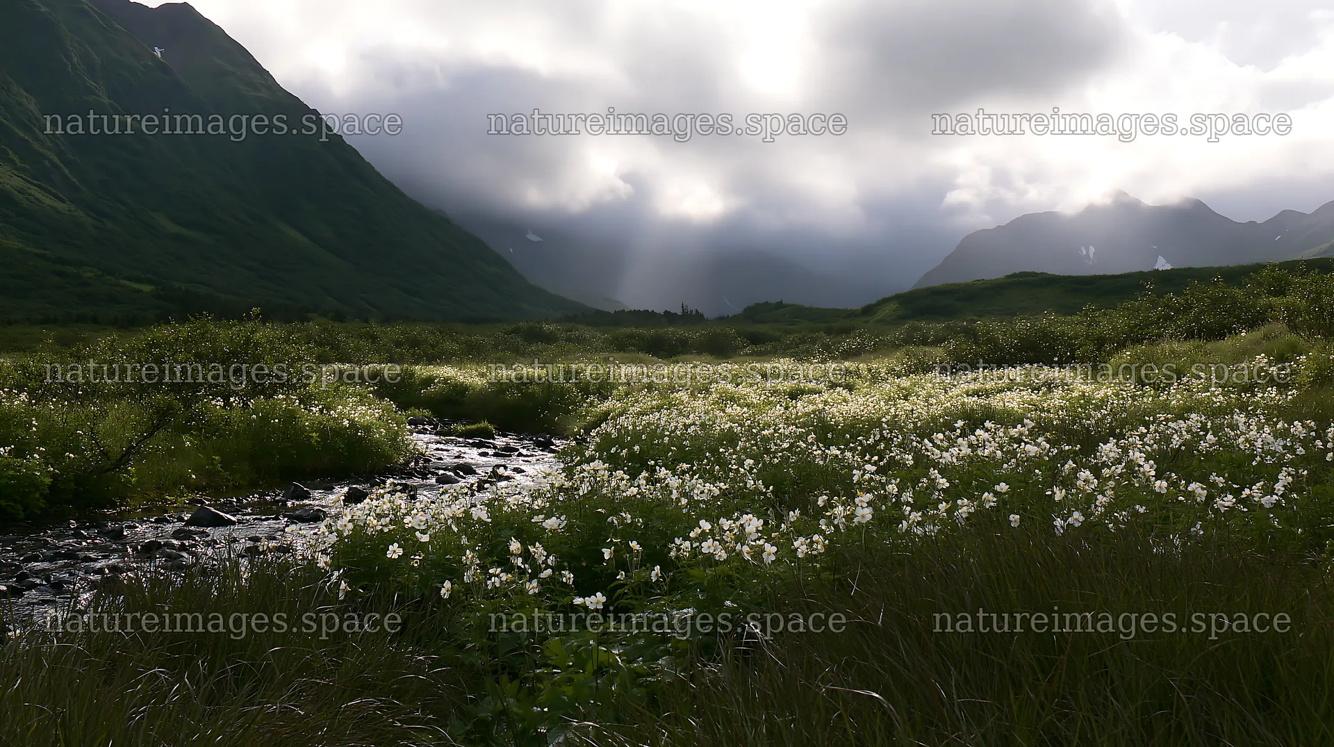 High contrast brook meadow with flowers in a valley – nature images 10608x5938