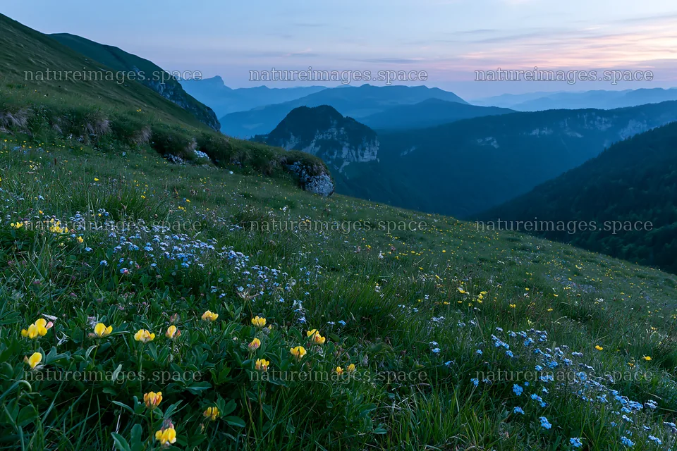 Clover speedwell meadow with yellow and blue flowers at dusk – nature images 9722x6480