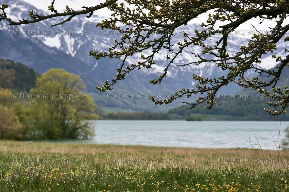 Lakeside orchard meadow with trees and mountains visible – nature images 9722x6480