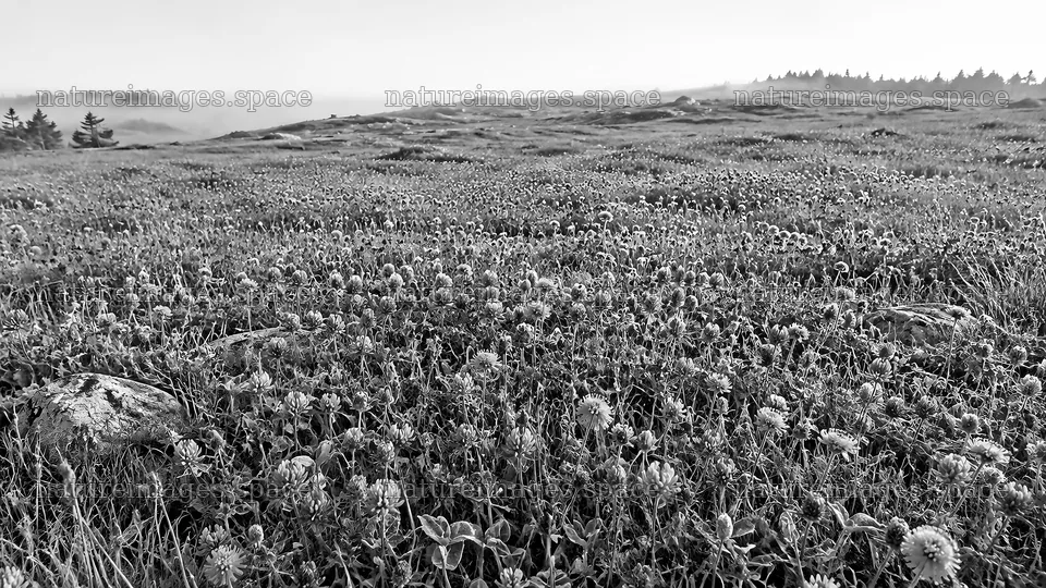 Misty Wildflower Meadow in Black and White – nature images 10324x5812