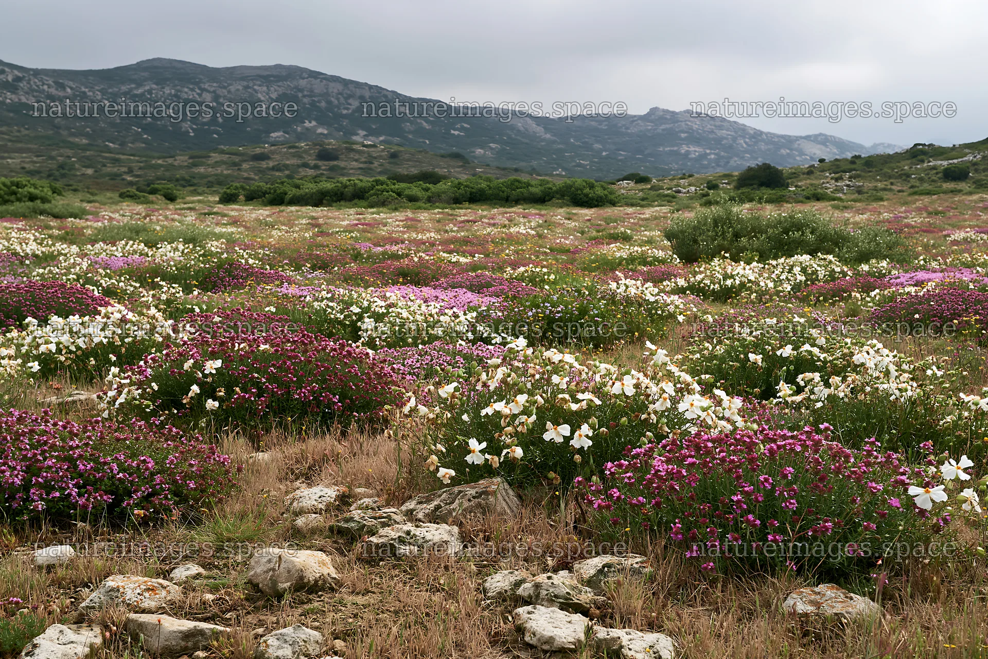 Cloudy dry limestone meadow with flowers and distant hills – nature images 9722x6480
