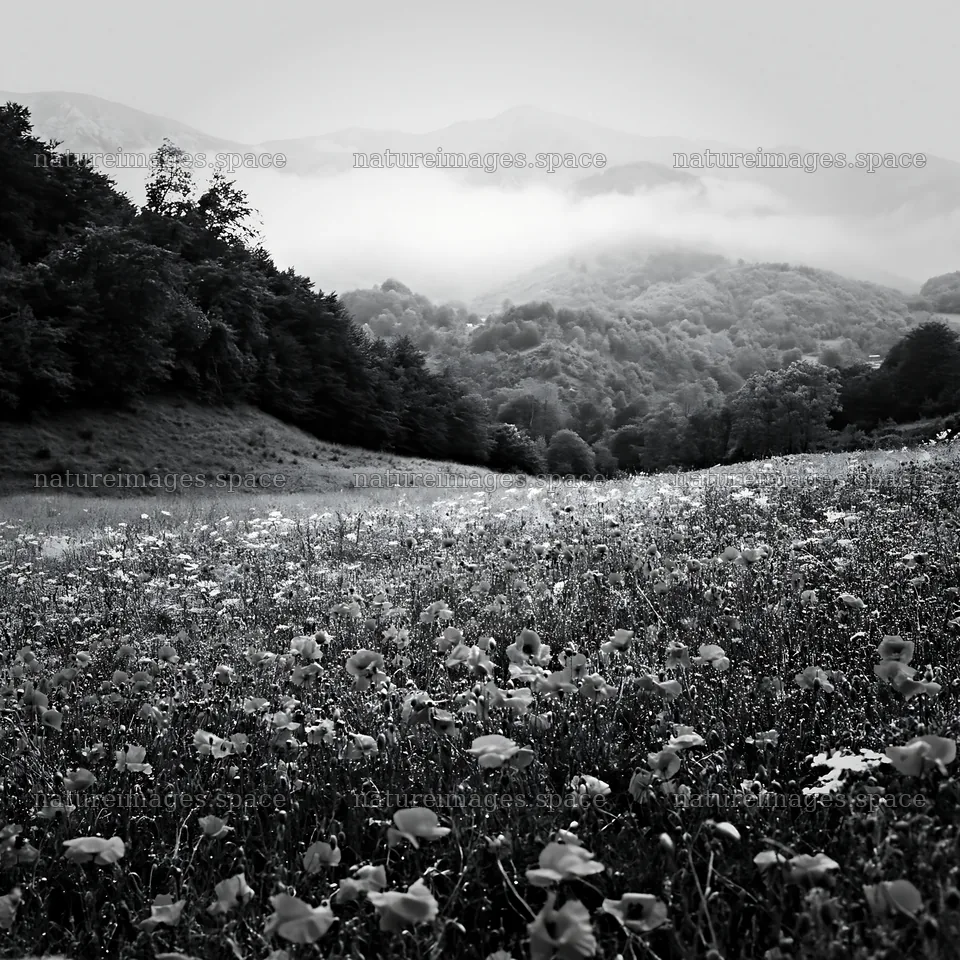 Poppy flax meadow with foggy mountains in the background – nature images 7938x7938