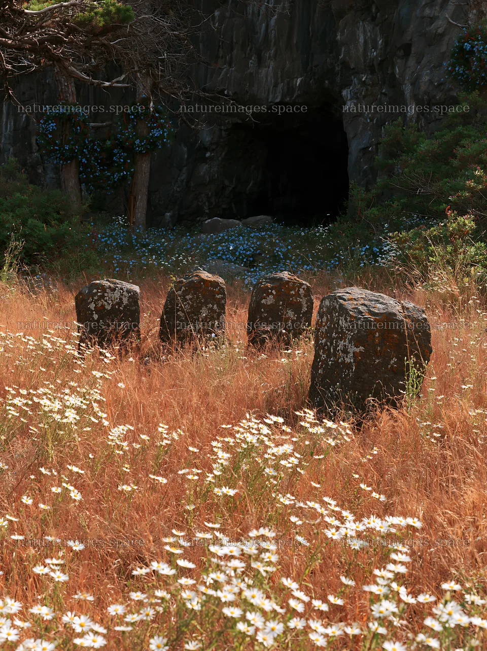 Christmas wreaths in meadow by cave – nature images 6866x9174