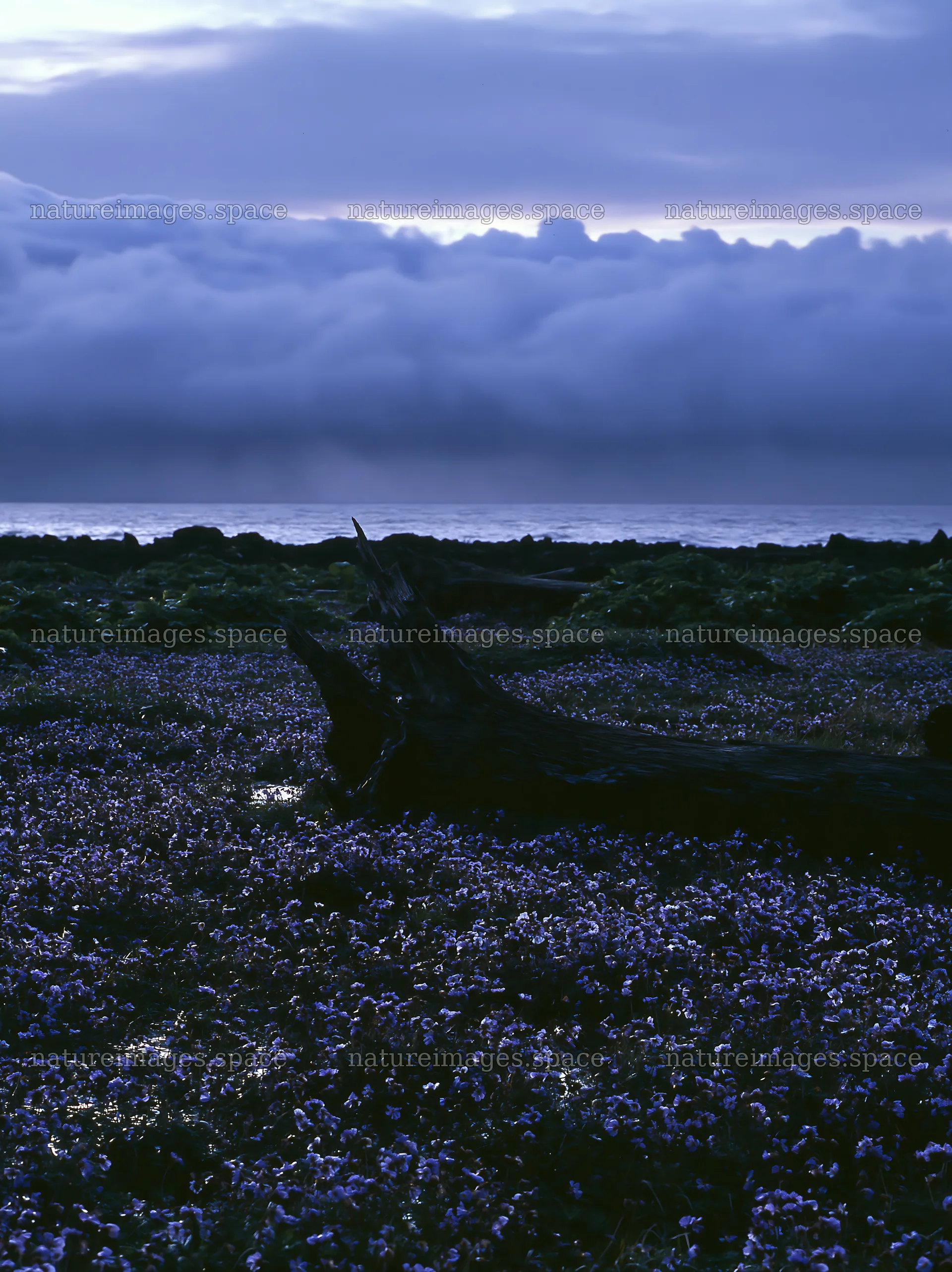 Driftwood on Ishikawa Coastal Meadow after Storm – nature images 6866x9174