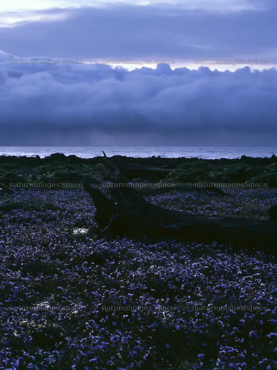 Driftwood on Ishikawa Coastal Meadow after Storm – nature images 6866x9174