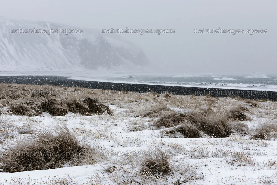 Snowy beach meadow with wind and waves in a winter scene – nature images 9722x6480