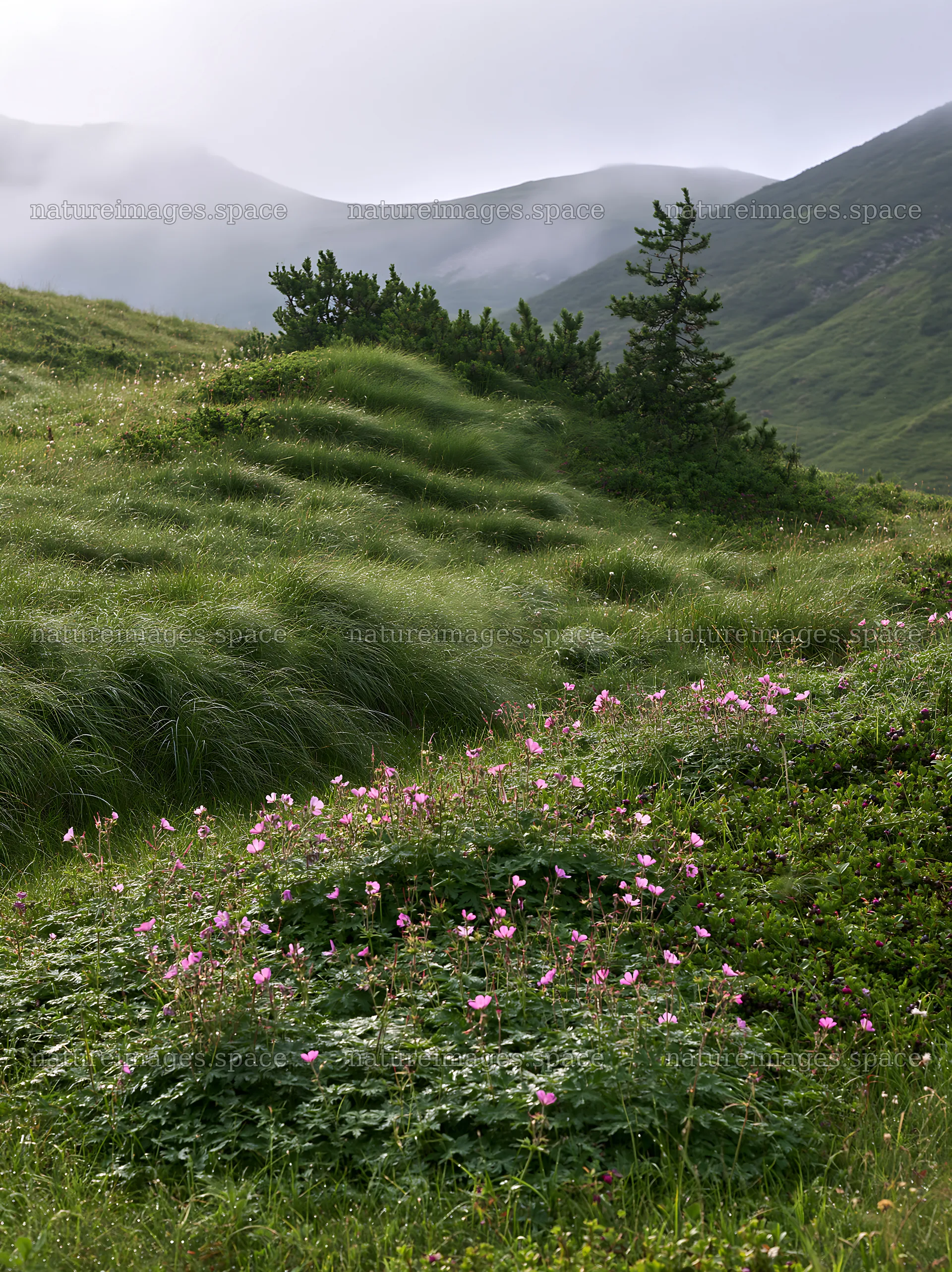 Dewy meadow with blooming flowers and green grass – nature images 6866x9174