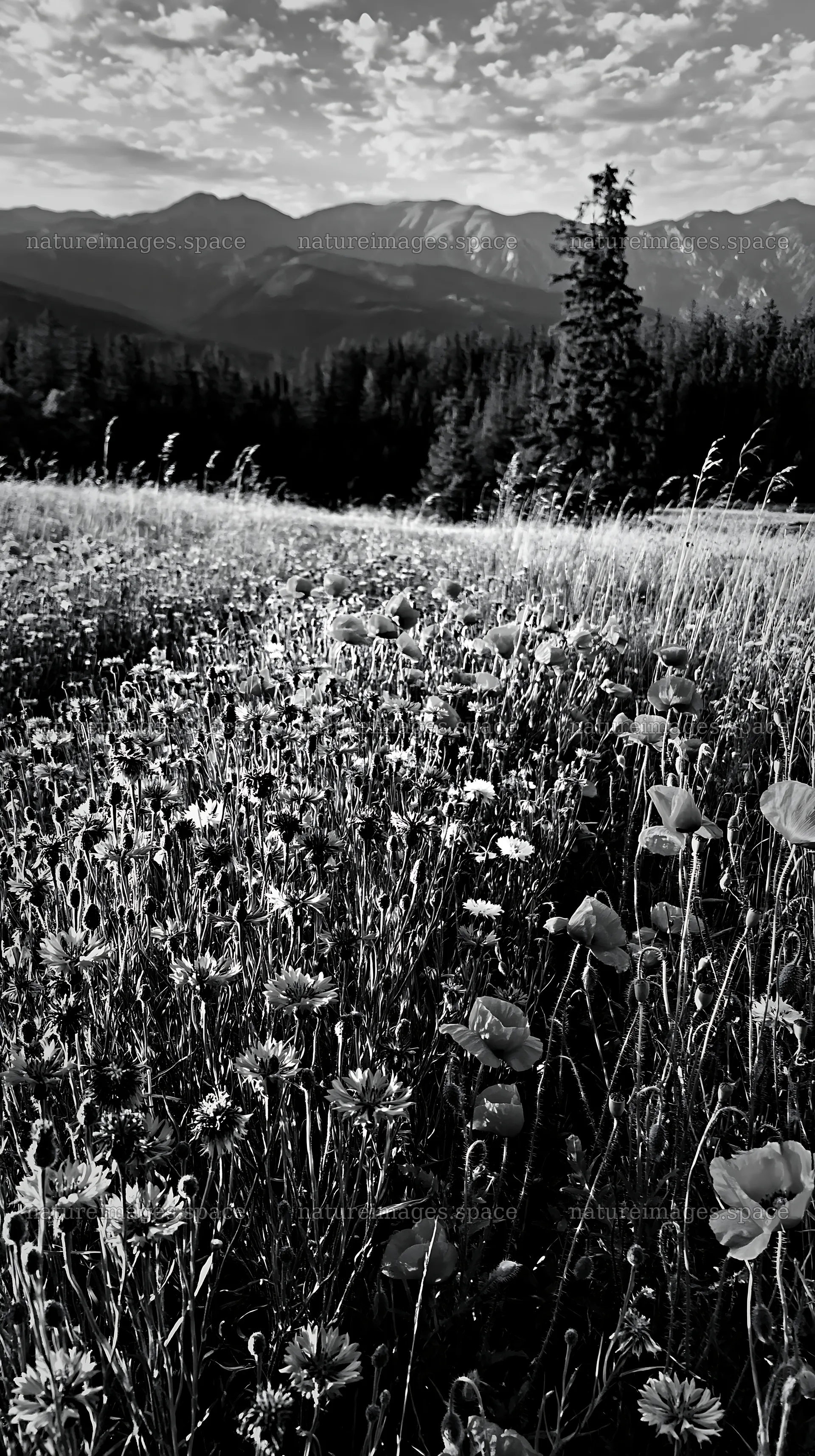 Vast Christmas meadow wreath in the Tatra Mountains – nature images 5938x10608