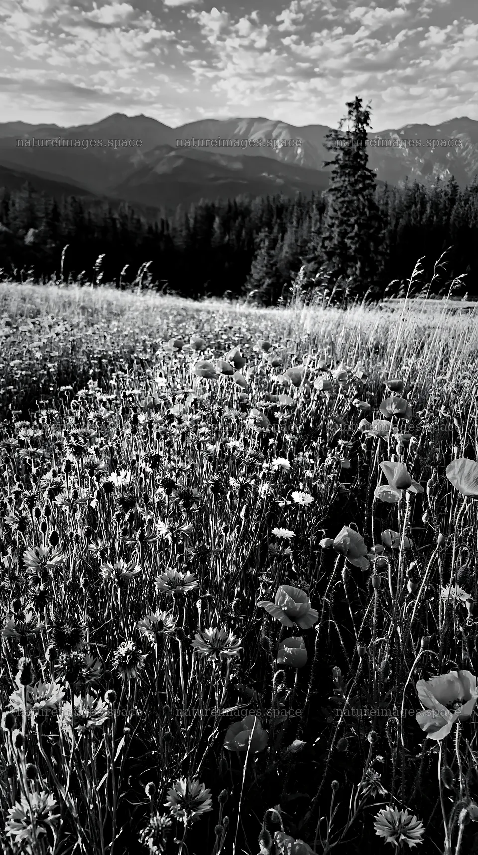 Vast Christmas meadow wreath in the Tatra Mountains – nature images 5938x10608