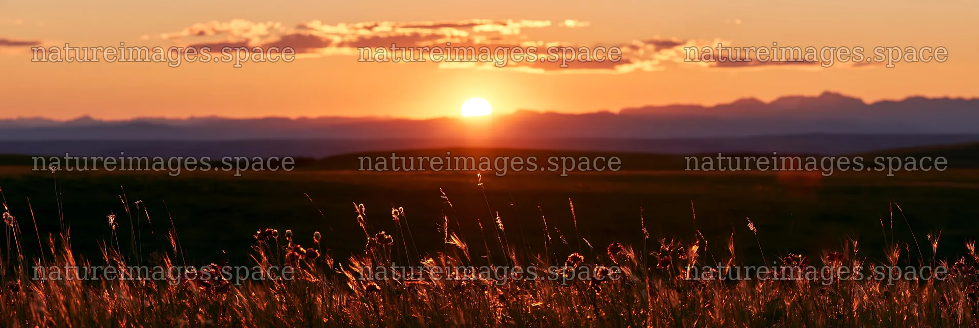 Meadow seedheads backlit during sunset in open field – nature images 13690x4602