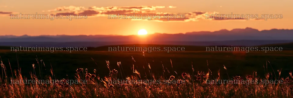 Meadow seedheads backlit during sunset in open field – nature images 13690x4602