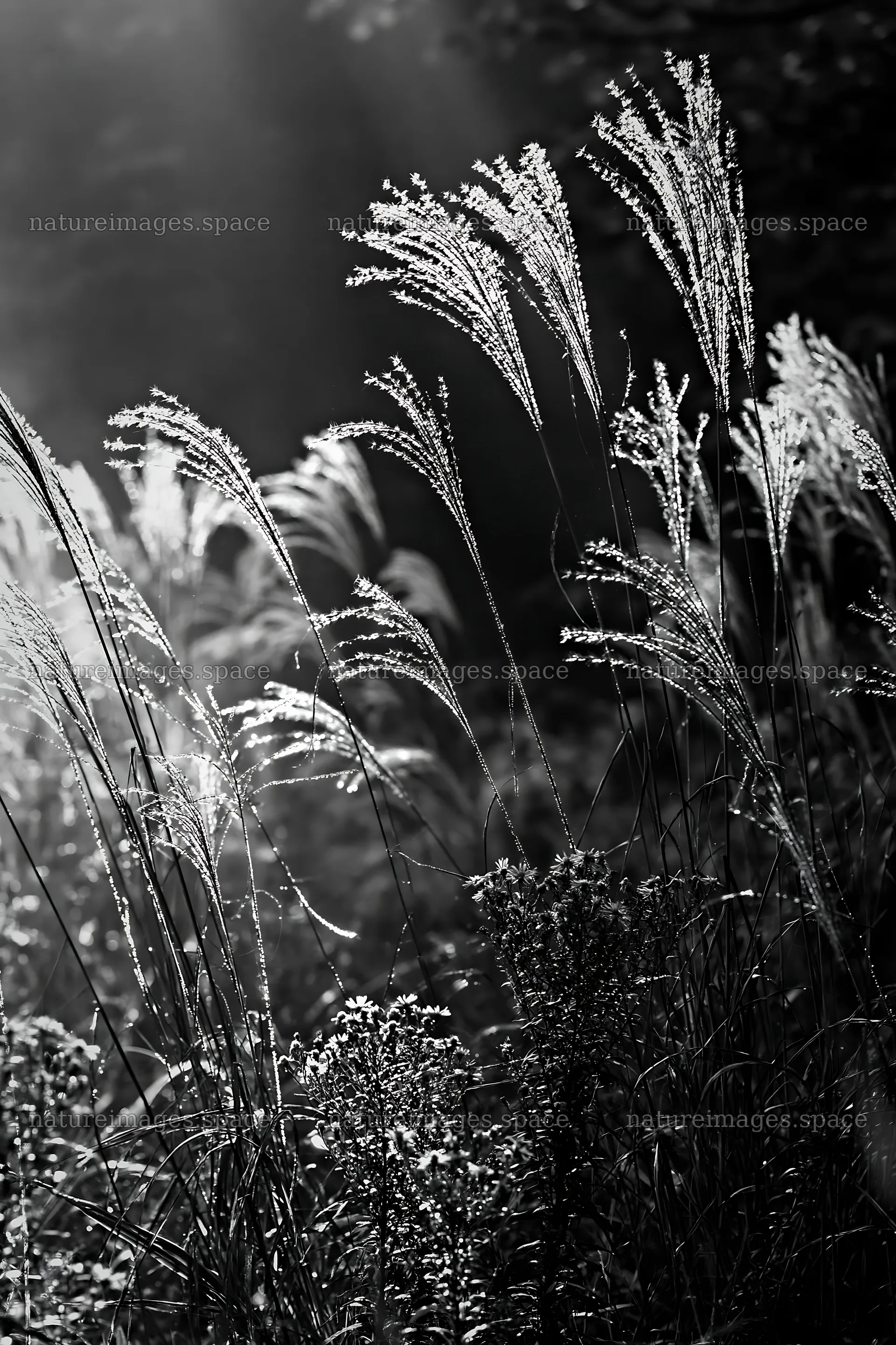 Tokyo urban biodiversity meadow with seedheads in soft light – nature images 6480x9722