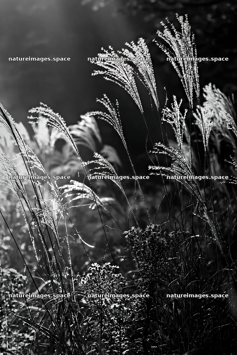 Tokyo urban biodiversity meadow with seedheads in soft light – nature images 6480x9722