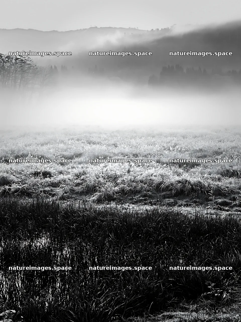 Akita snowmelt meadow with silver grasses in early morning light – nature images 6866x9174