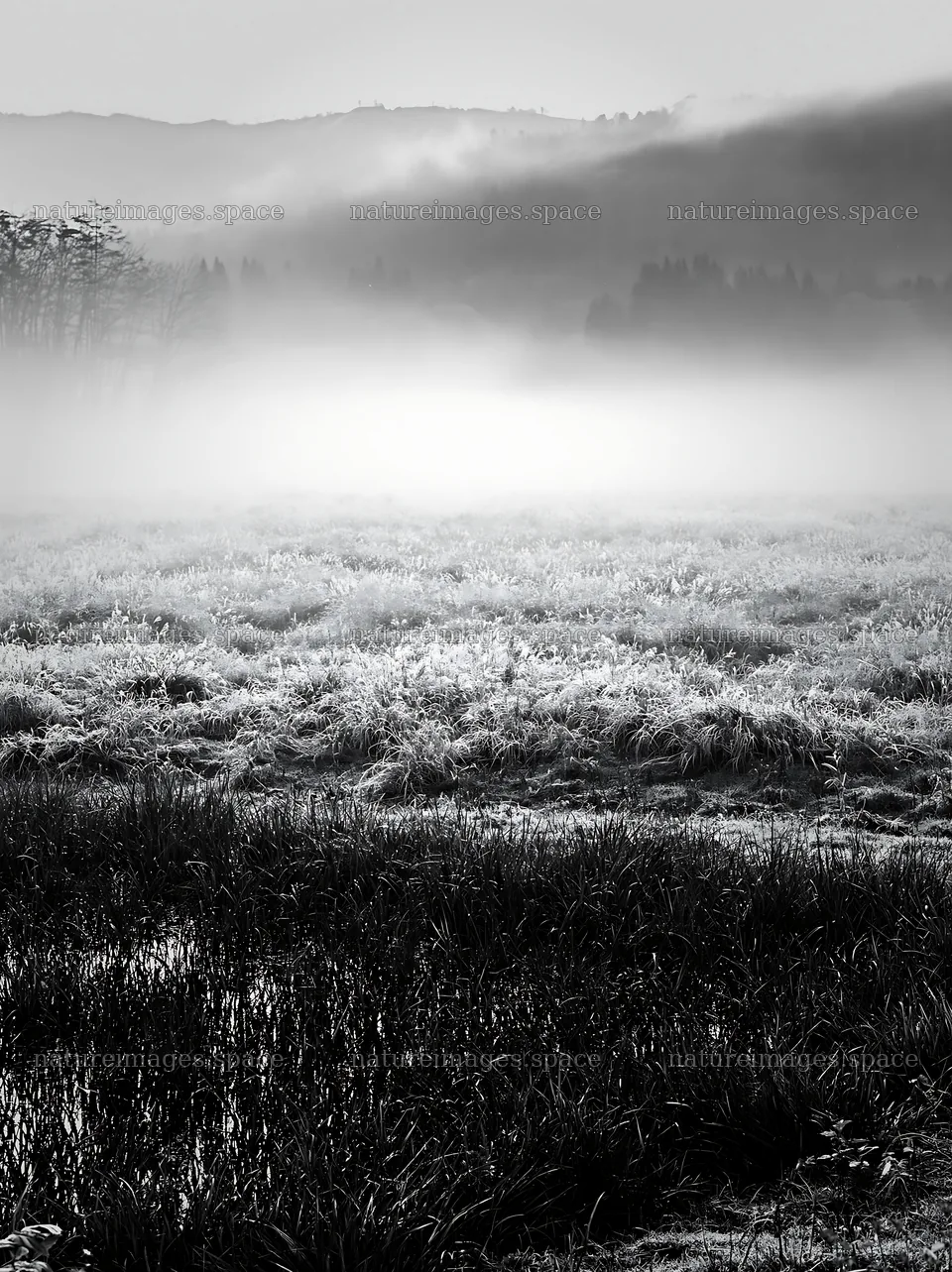 Akita snowmelt meadow with silver grasses in early morning light – nature images 6866x9174