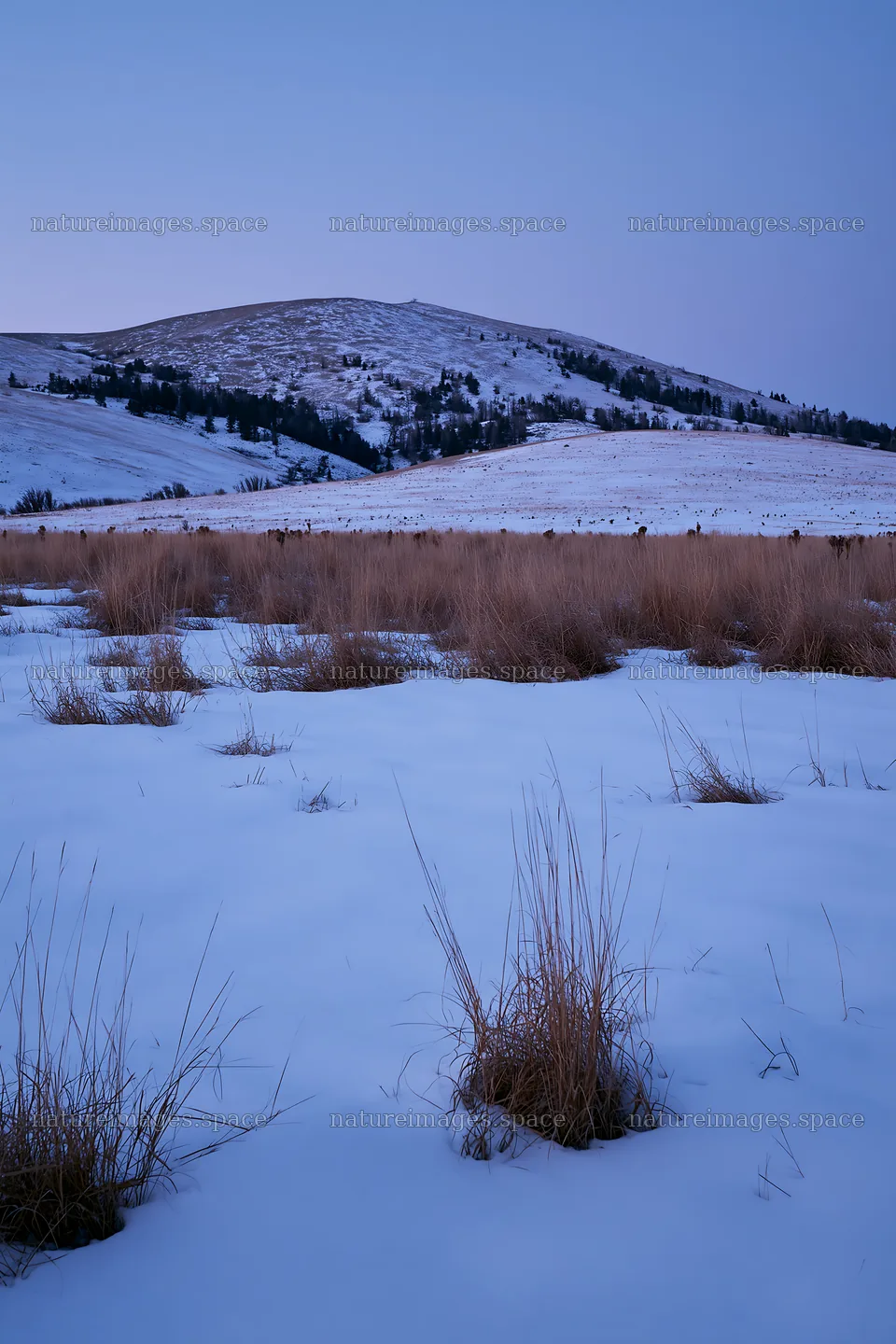 Snowy foothill meadow with dry grass and distant hills – nature images 6480x9722