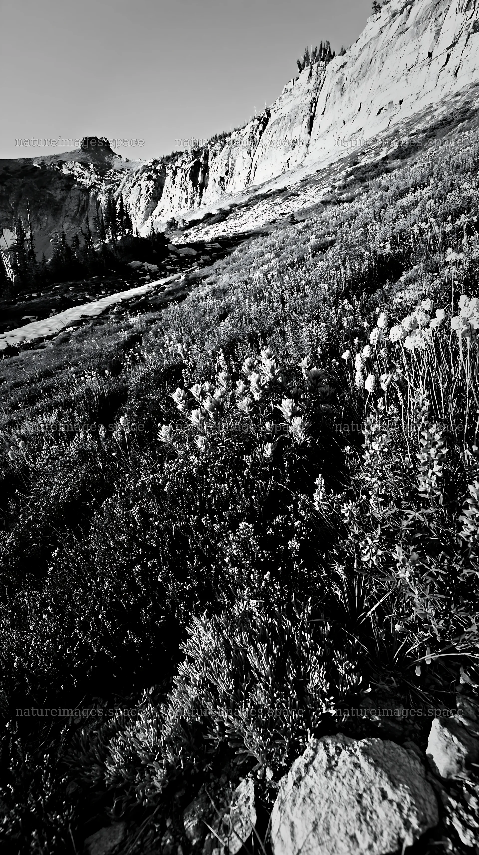 Paintbrush lupine meadow with mountains in the background – nature images 5938x10608