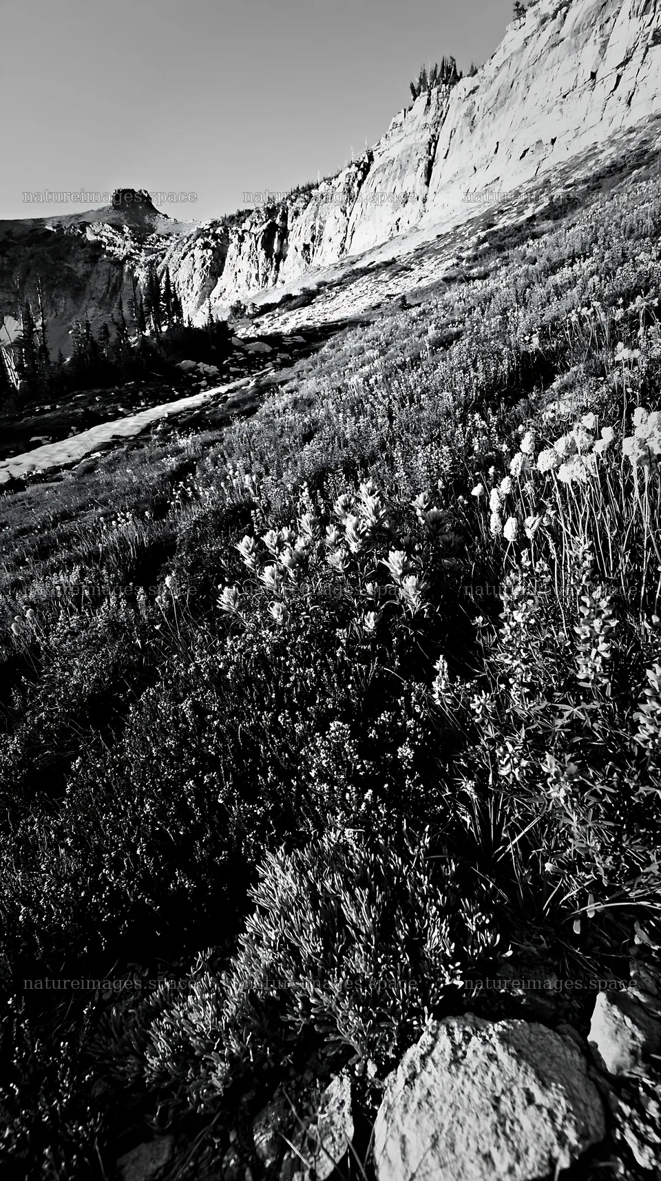 Paintbrush lupine meadow with mountains in the background – nature images 5938x10608