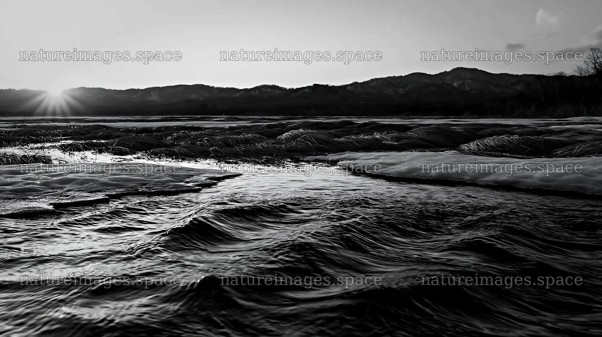 Akita snowmelt meadow with silver grasses in black and white – nature images 10608x5938