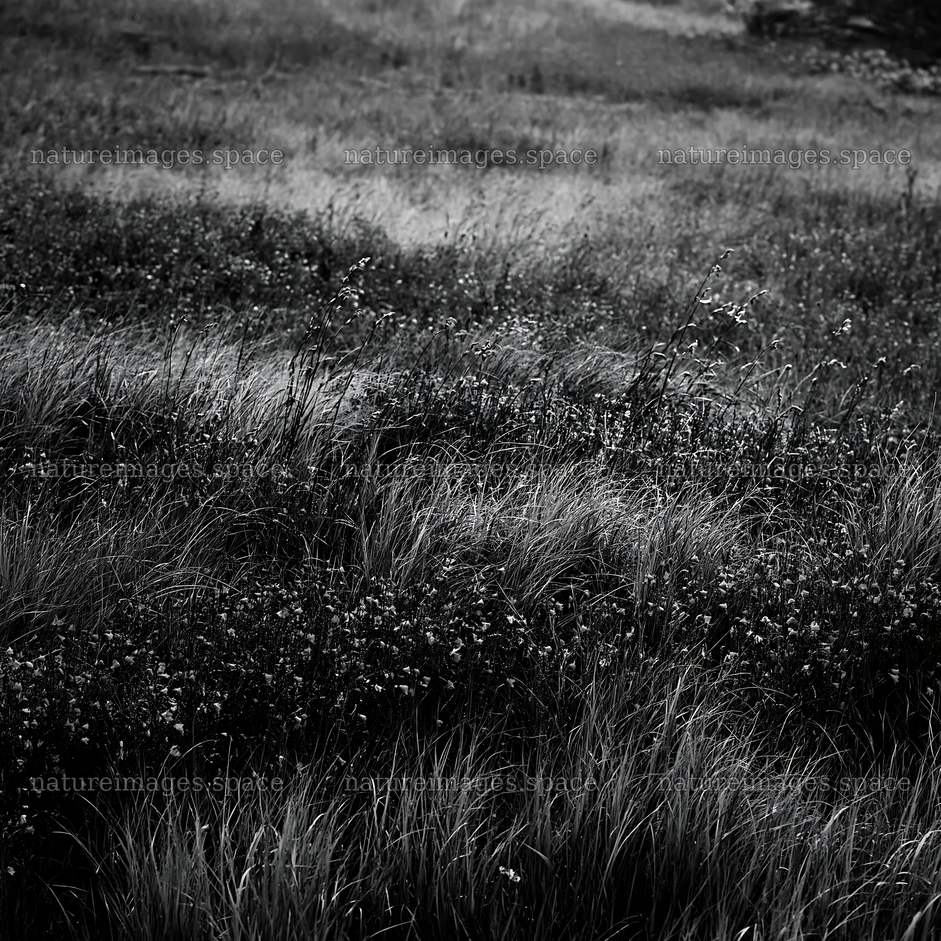Silver dew meadow with blue flowers and green grass – nature images 7938x7938