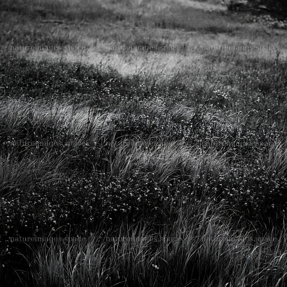 Silver dew meadow with blue flowers and green grass – nature images 7938x7938