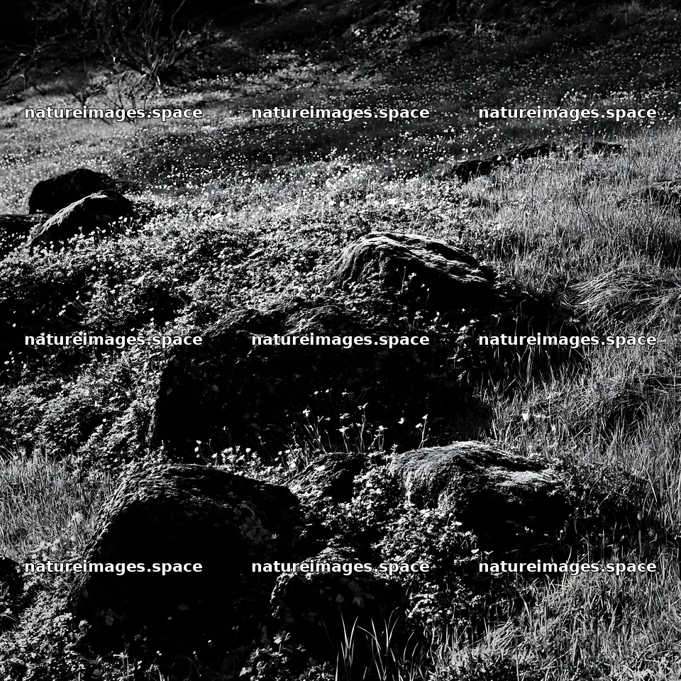 Miyagi spring recovery meadow mossy stone landscape detail – nature images 7938x7938