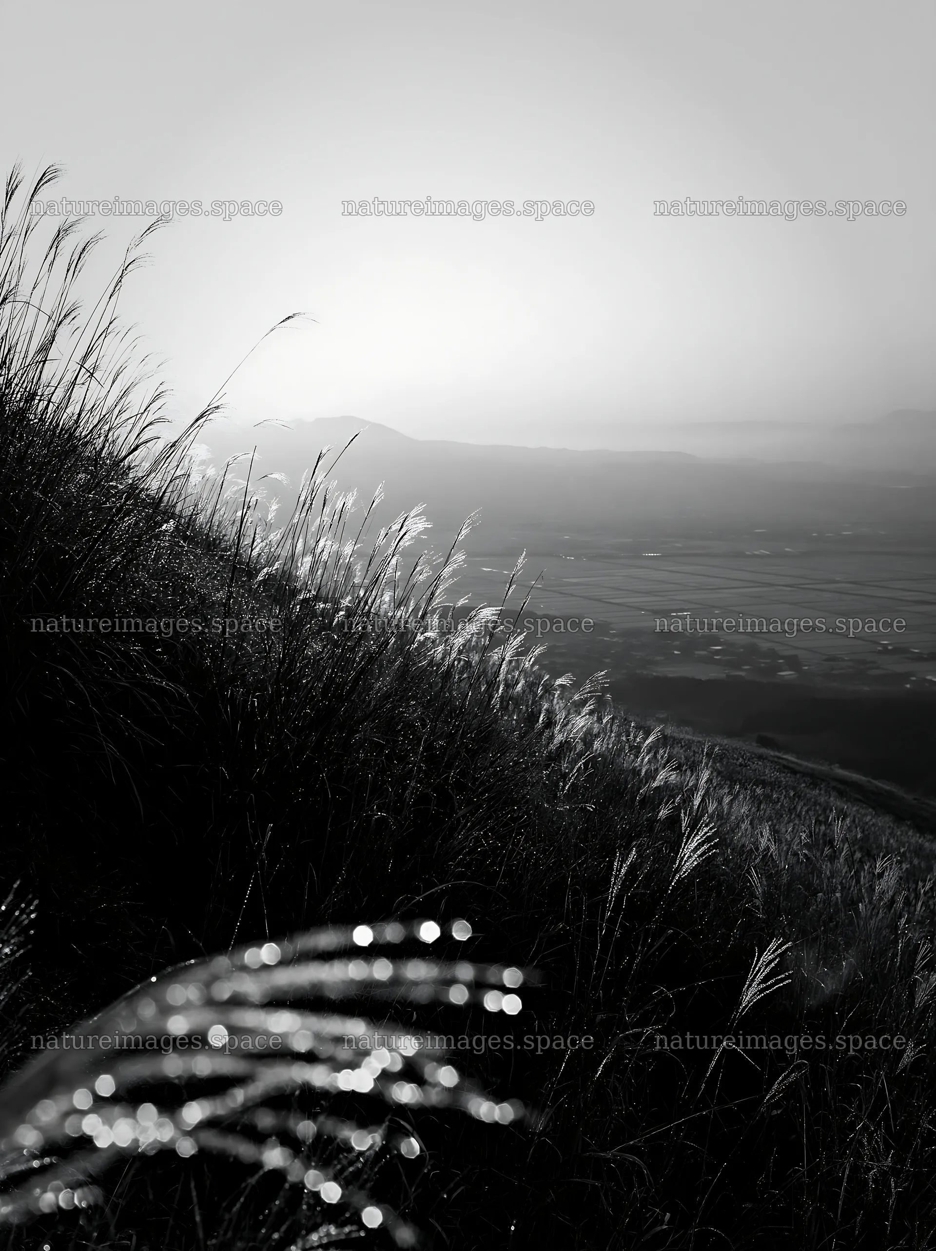 Miyazaki sunrise over meadow with dew covered sedges – nature images 6866x9174