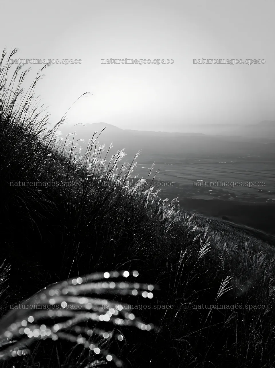 Miyazaki sunrise over meadow with dew covered sedges – nature images 6866x9174