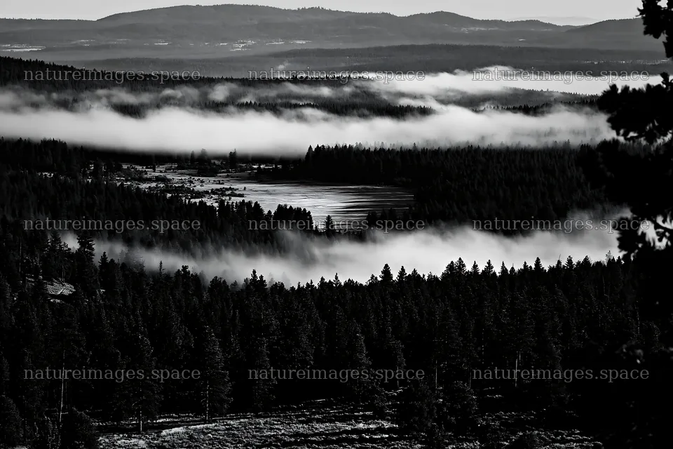Pine forest meadow with low clouds above water in black and white – nature images 9722x6480