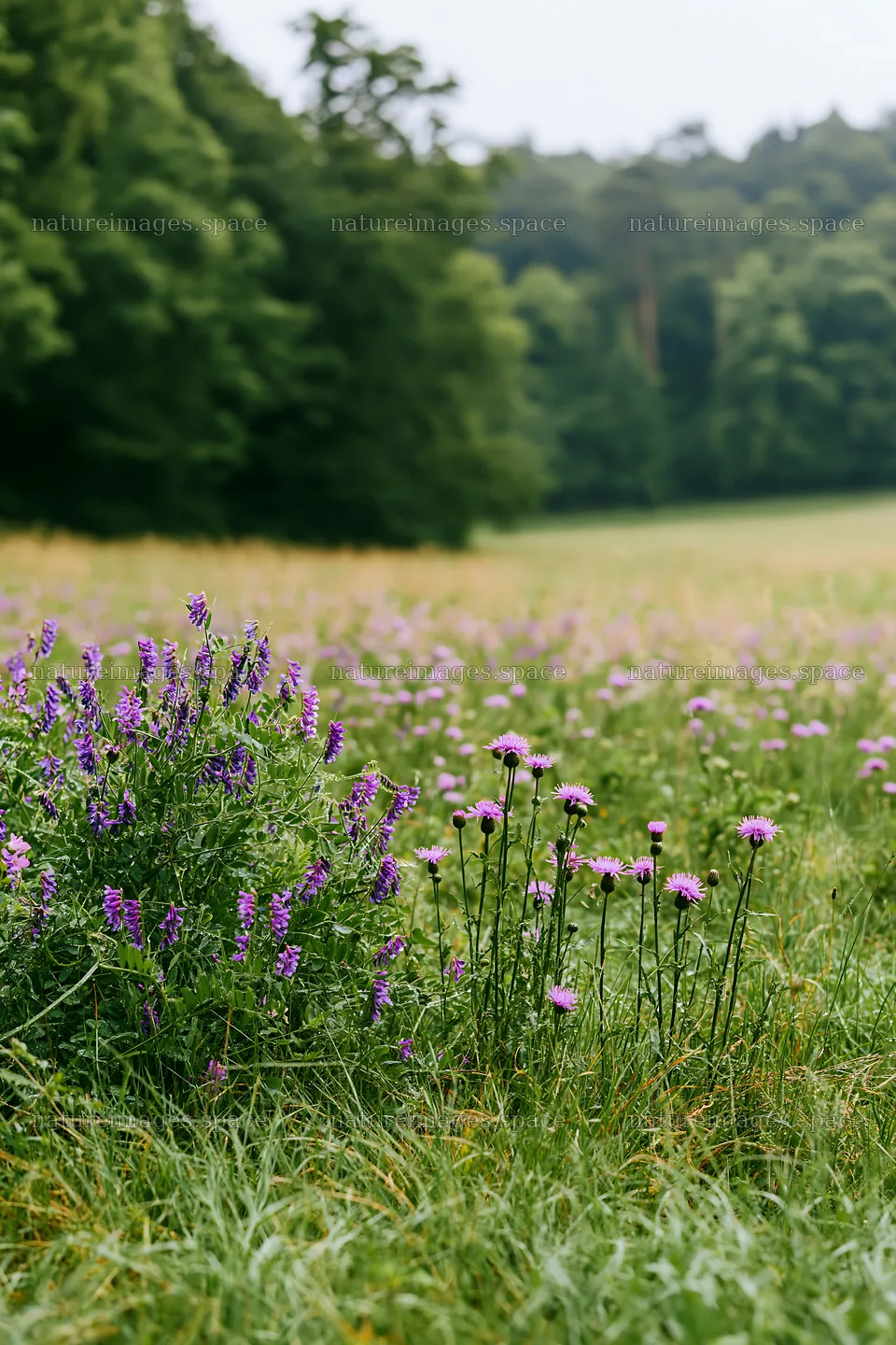 Flower meadow with purple blooms near woodland area – nature images 6480x9722