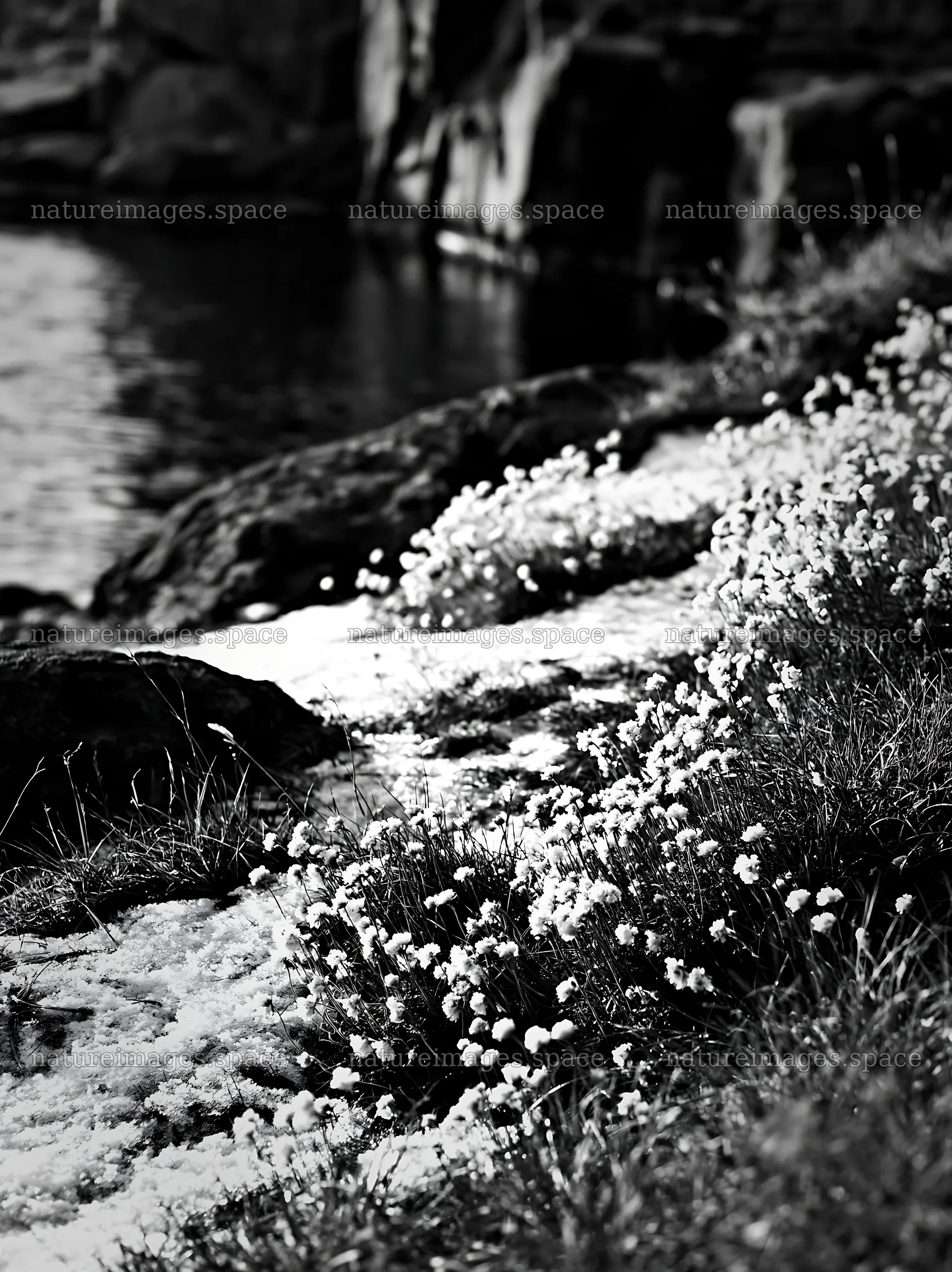Lakeside meadow with flowers after first snowfall – nature images 6866x9174