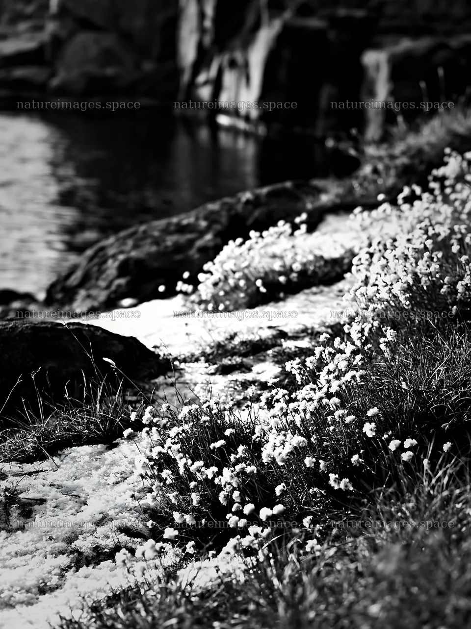 Lakeside meadow with flowers after first snowfall – nature images 6866x9174