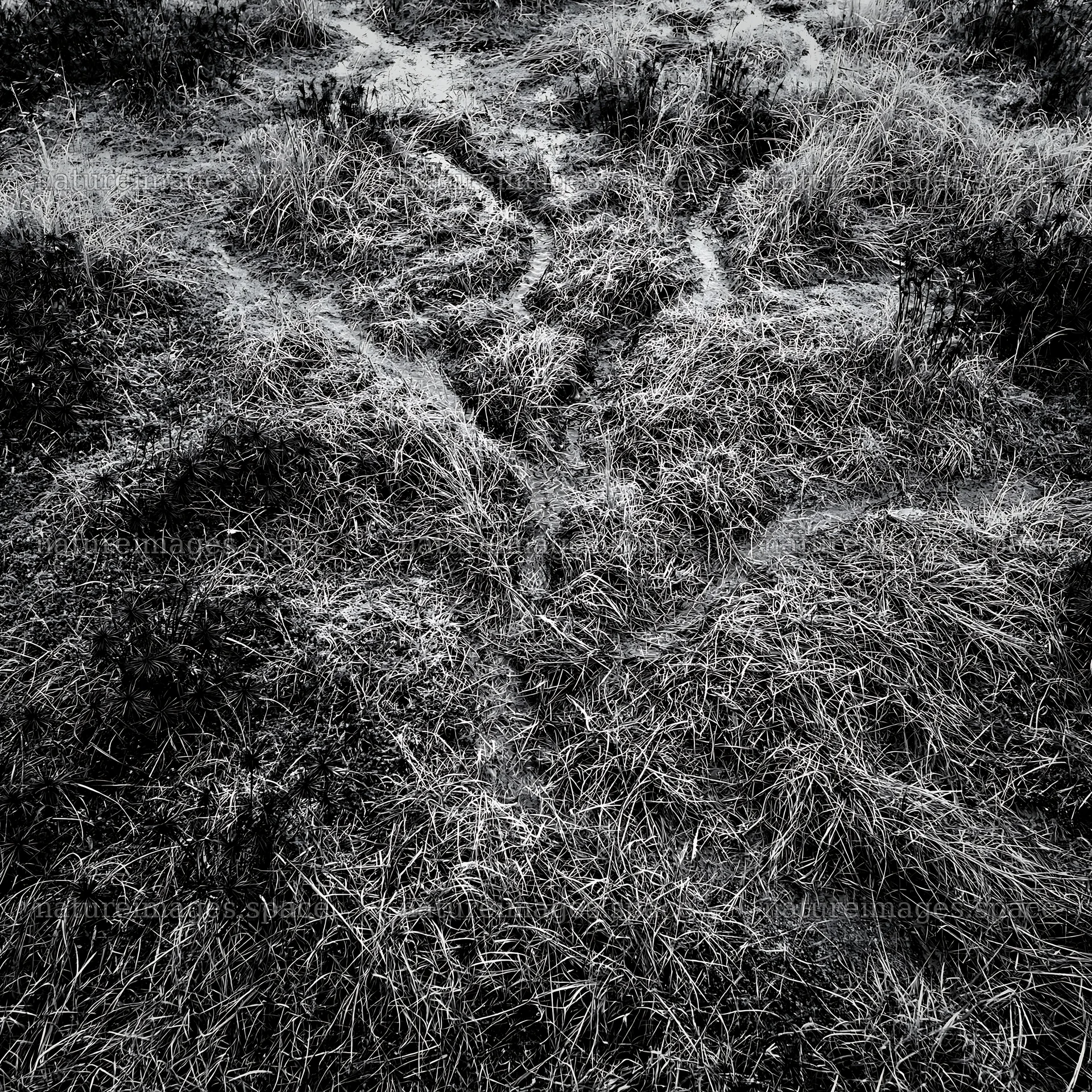 Shizuoka seasonal meadow after heavy rain – nature images 7938x7938